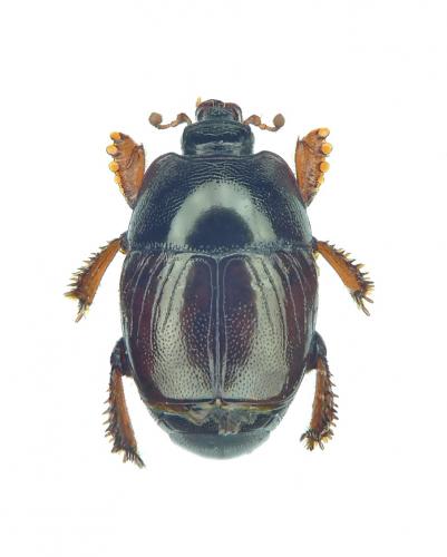 Hypocaccus crassipes